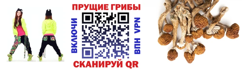 mega ССЫЛКА  где купить наркоту  Мариинский Посад  Галлюциногенные грибы Cubensis 